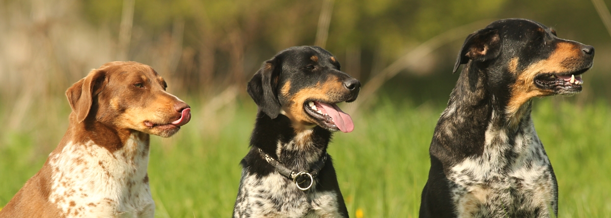 Love in paws - chovatelská stanice Český strakatý pes